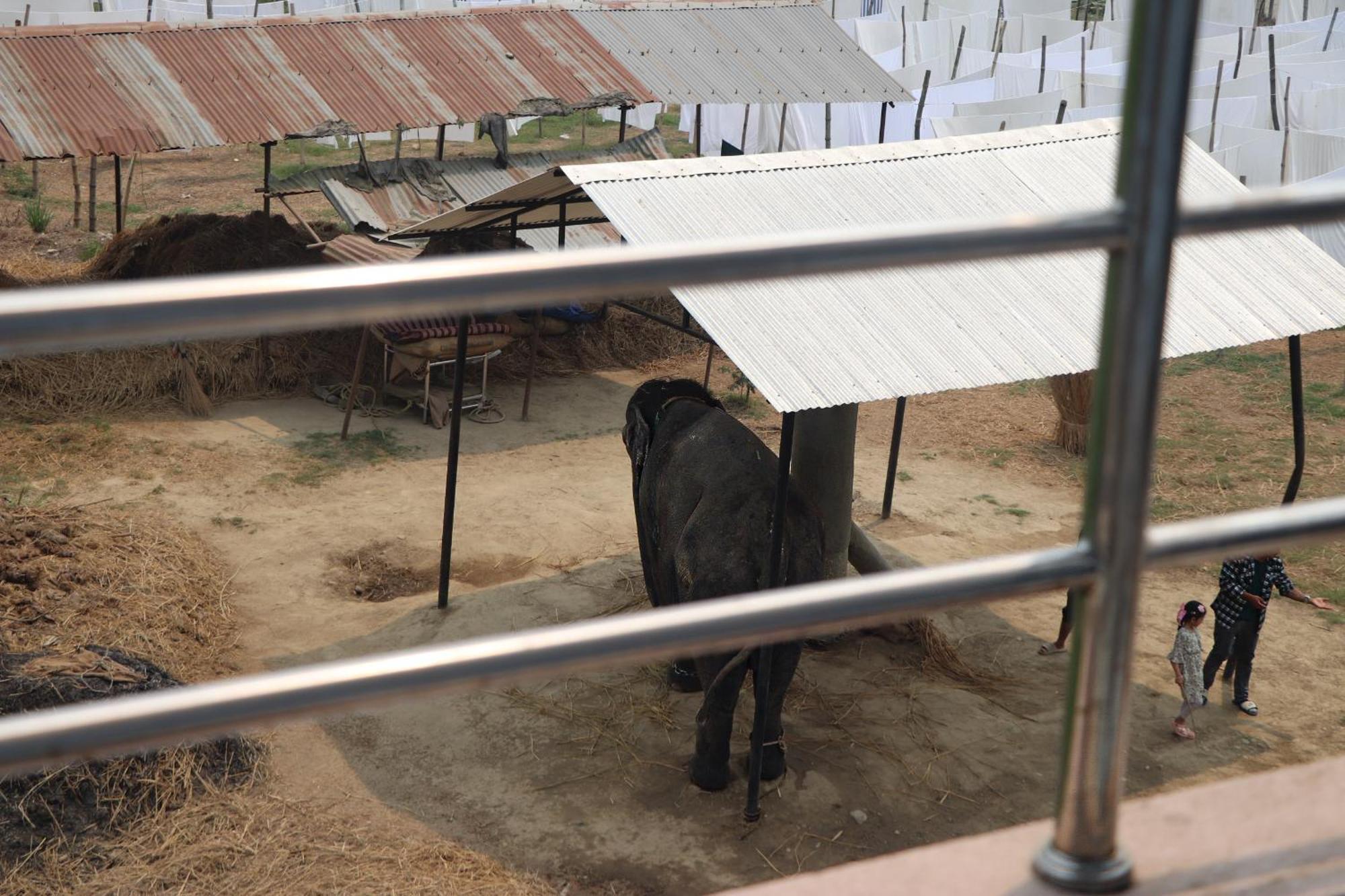Hotel Flycatcher Chitwan- A Jungle Safari Home Sauraha Esterno foto